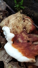 Heterobasidion annosum