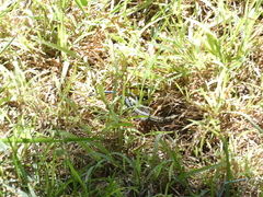 Plestiodon skiltonianus