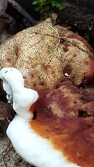 Heterobasidion annosum
