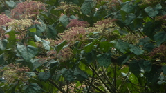 Heliocarpus appendiculatus