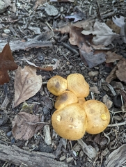 Gymnopilus