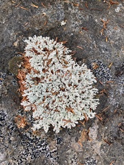 Stereocaulon