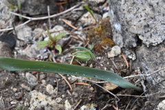 Calochortus lyallii