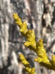 Arceuthobium littorum