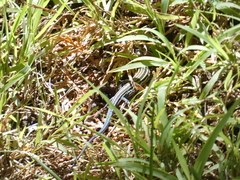 Plestiodon skiltonianus