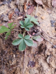 Potentilla canadensis