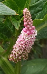 Phytolacca bogotensis