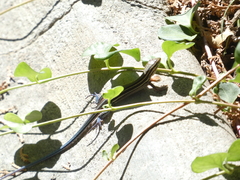 Plestiodon skiltonianus