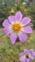Dahlia neglecta