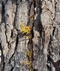 Arceuthobium littorum