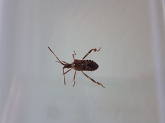 Leptoglossus occidentalis