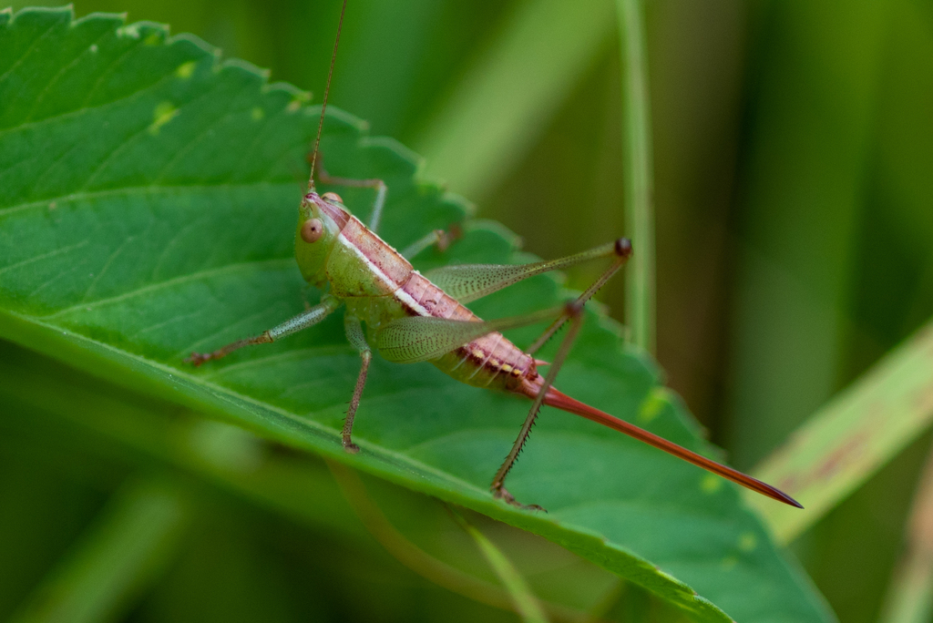 Wingless Meadow Katydid