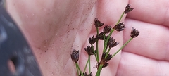 Juncus planifolius