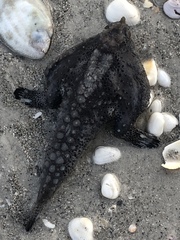 Ogcocephalidae