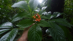 Podandrogyne decipiens