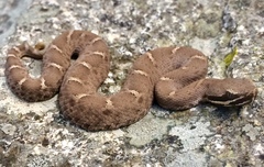 Crotalus willardi willardi