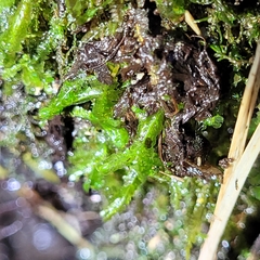 Homalia trichomanoides