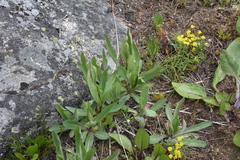 Hieracium scouleri