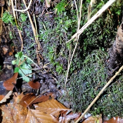 Homalia trichomanoides