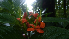 Podandrogyne decipiens