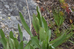Hieracium scouleri