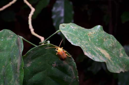 Palpoxena theobromae · iNaturalist