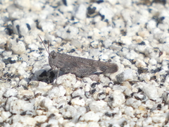 Lactista gibbosus