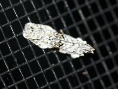 Hypatima simulacrella