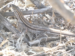 Aspidoscelis hyperythrus