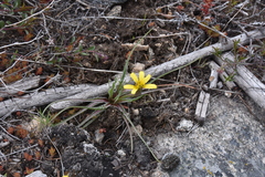 Nothocalais troximoides