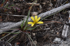 Nothocalais troximoides