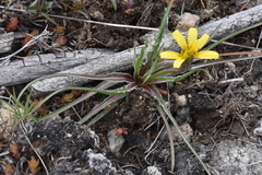 Nothocalais troximoides