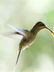 Phaethornis koepckeae