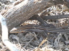 Aspidoscelis hyperythrus