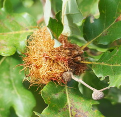 Andricus caputmedusae