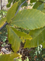 Acalitus ferrugineum