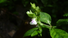 Justicia candelariae