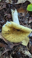 Russula ochroleuca