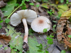 Lepiota lilacea