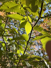 Acalitus ferrugineum