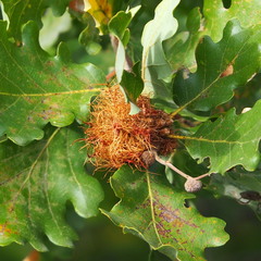 Andricus caputmedusae