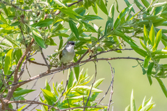 Camaroptera brachyura