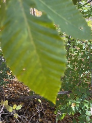 Acalitus ferrugineum