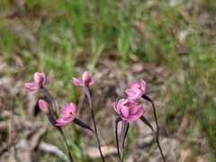 Thelymitra rubra
