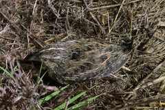 Turnix pyrrhothorax