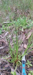 Juncus planifolius