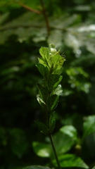 Justicia candelariae