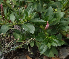 Phytolacca bogotensis