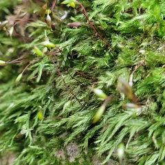 Sciuro-hypnum populeum