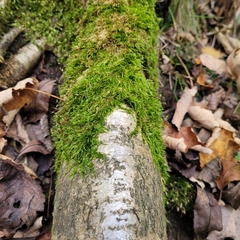 Sciuro-hypnum populeum